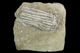 Bargain, Crinoid (Macrocrinus) Fossil - Crawfordsville, Indiana #94453-1